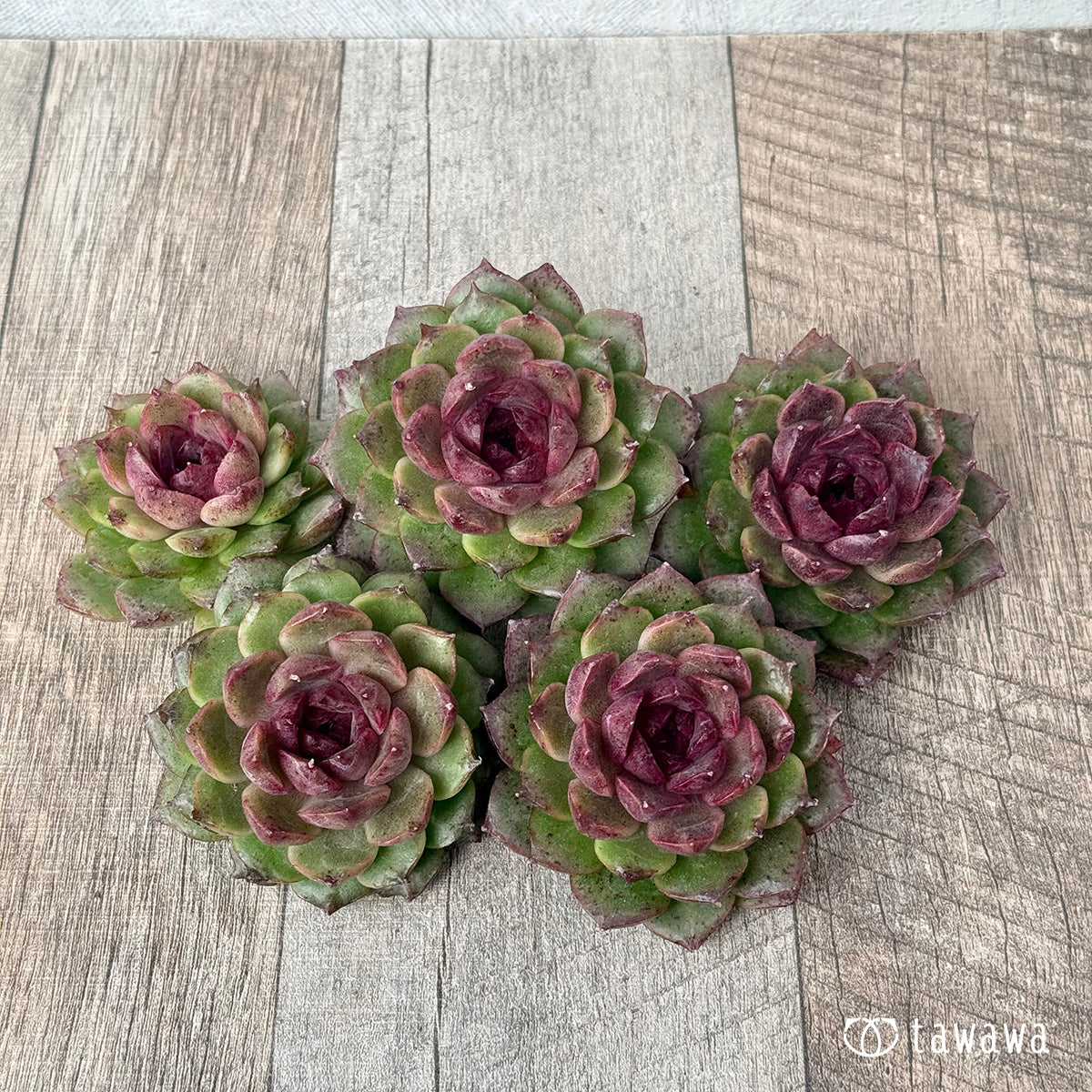 ＊新入荷＊　グリーンパステル（チャンヒー農園苗）