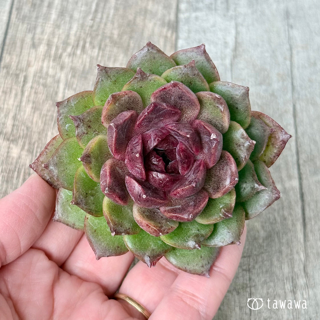 *新入荷* グリーンパステル(チャンヒー農園苗)