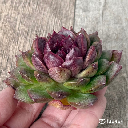 ＊新入荷＊　グリーンパステル（チャンヒー農園苗）