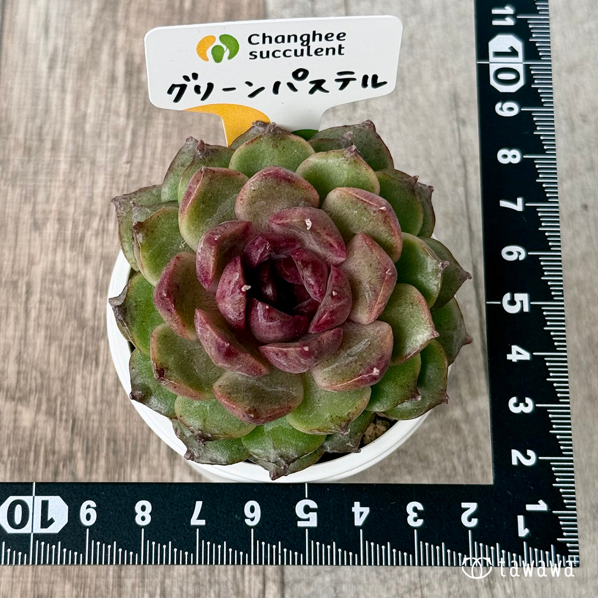 ＊新入荷＊　グリーンパステル（チャンヒー農園苗）