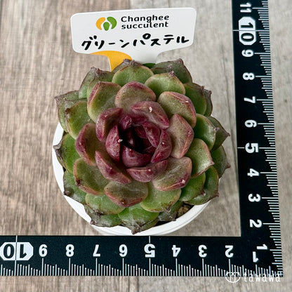 ＊新入荷＊　グリーンパステル（チャンヒー農園苗）