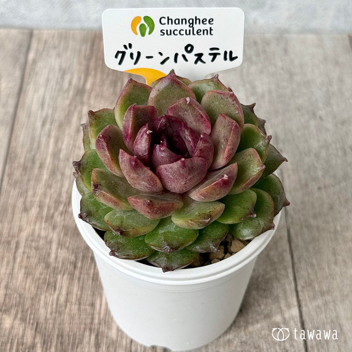 ＊新入荷＊　グリーンパステル（チャンヒー農園苗）