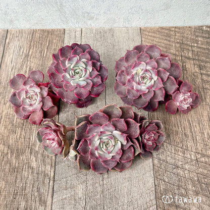 ＊新入荷＊　フリップ【多頭】（チャンヒー農園苗）