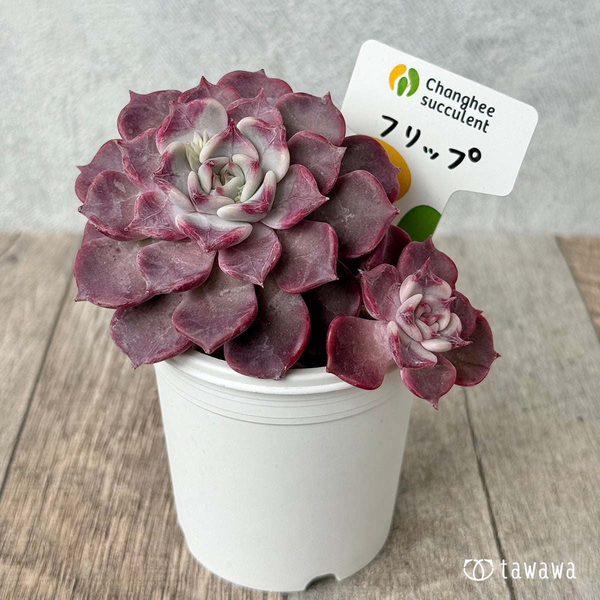 ＊新入荷＊　フリップ【多頭】（チャンヒー農園苗）