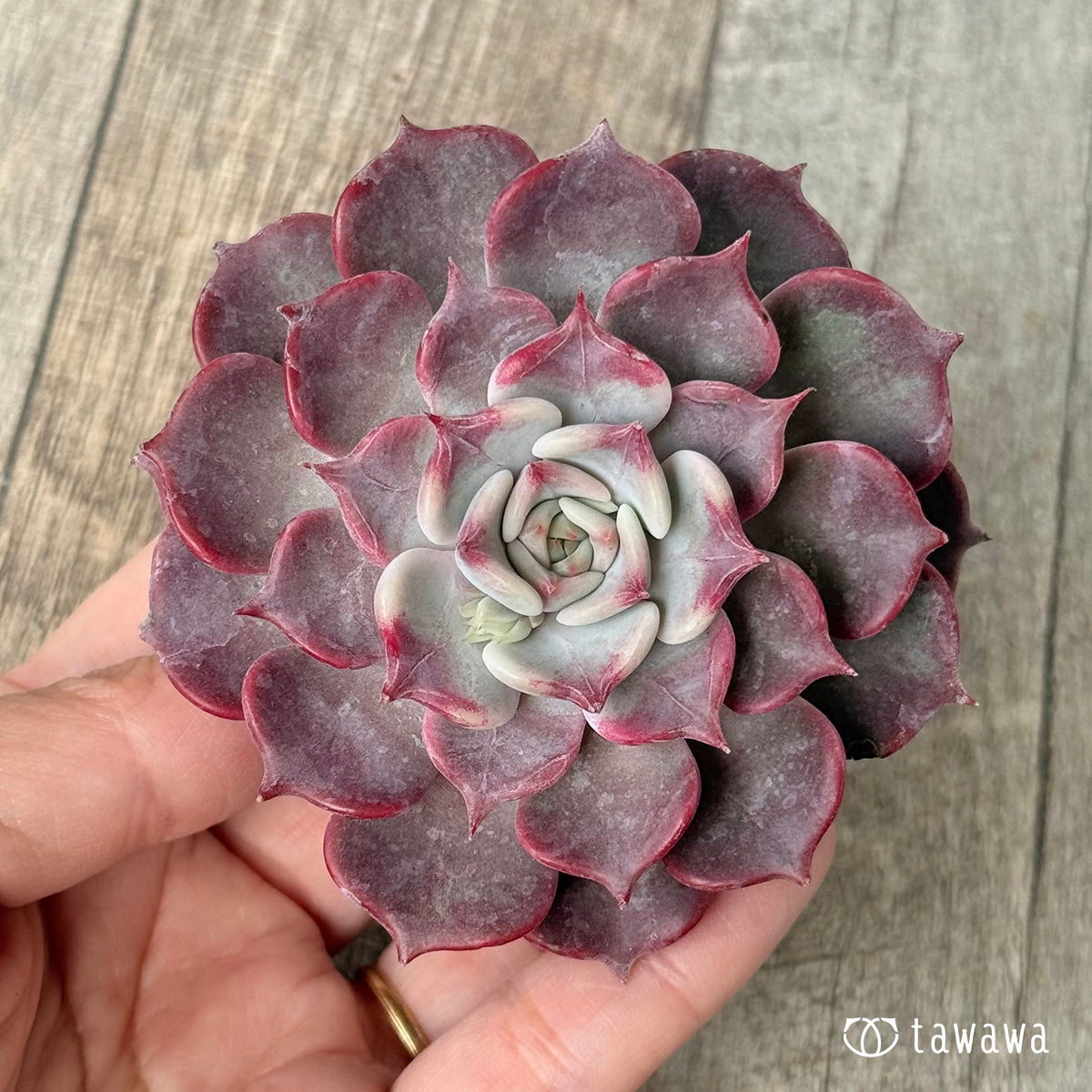 フリップ【単頭】（チャンヒー農園苗）