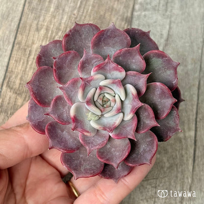 フリップ【単頭】（チャンヒー農園苗）