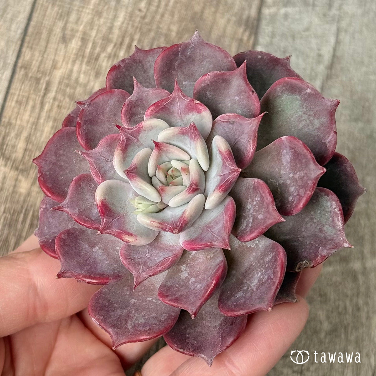 フリップ【単頭】（チャンヒー農園苗）