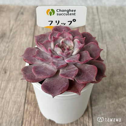 フリップ【単頭】（チャンヒー農園苗）