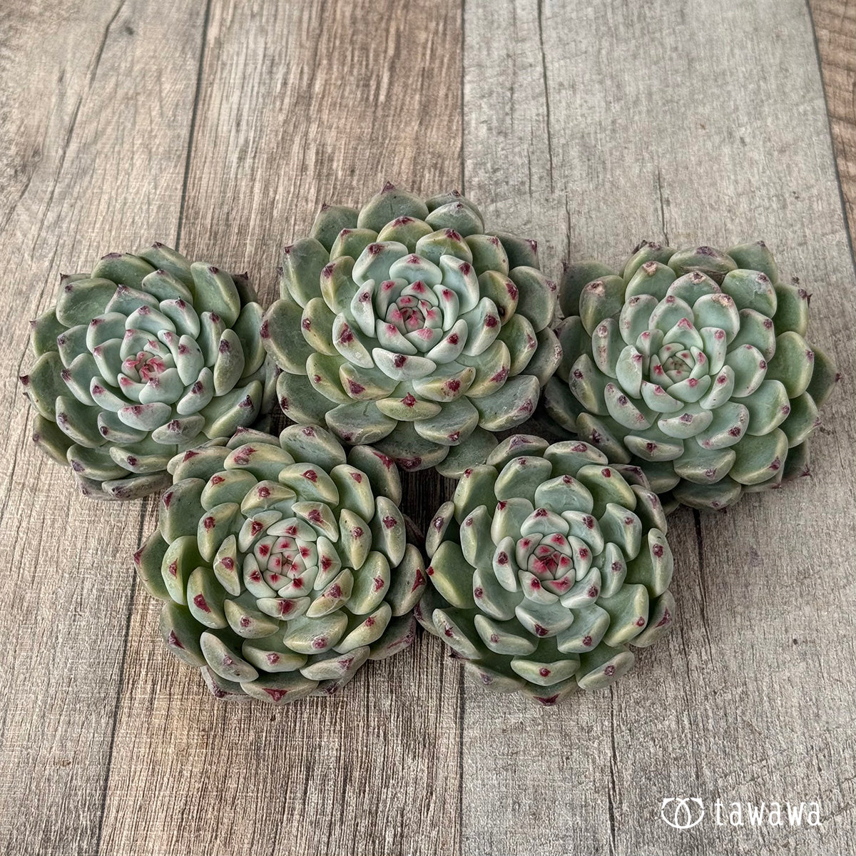 ＊新入荷＊　コアルビー（チャンヒー農園苗）