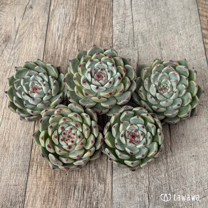 ＊新入荷＊　コアルビー（チャンヒー農園苗）