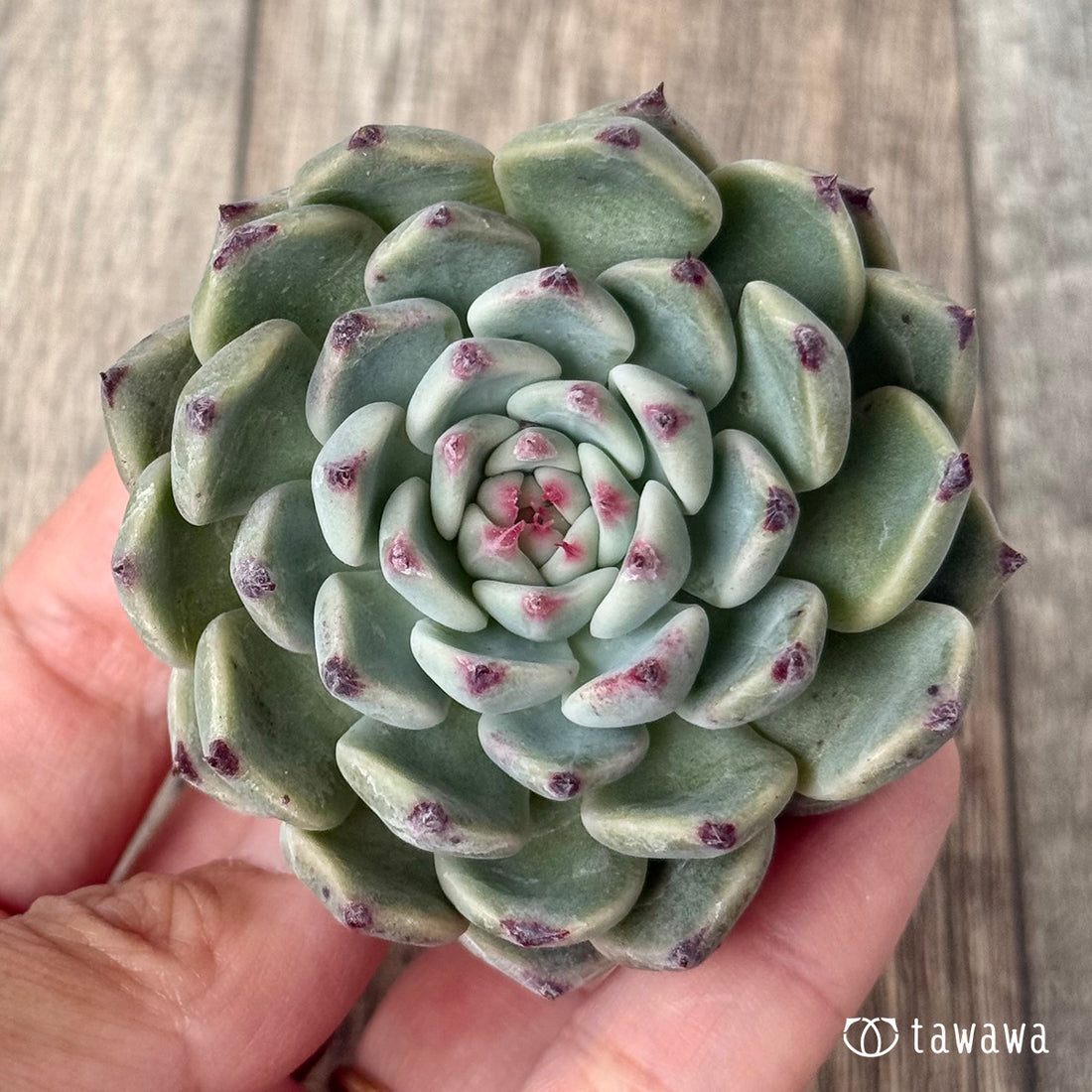 ＊新入荷＊　コアルビー（チャンヒー農園苗）