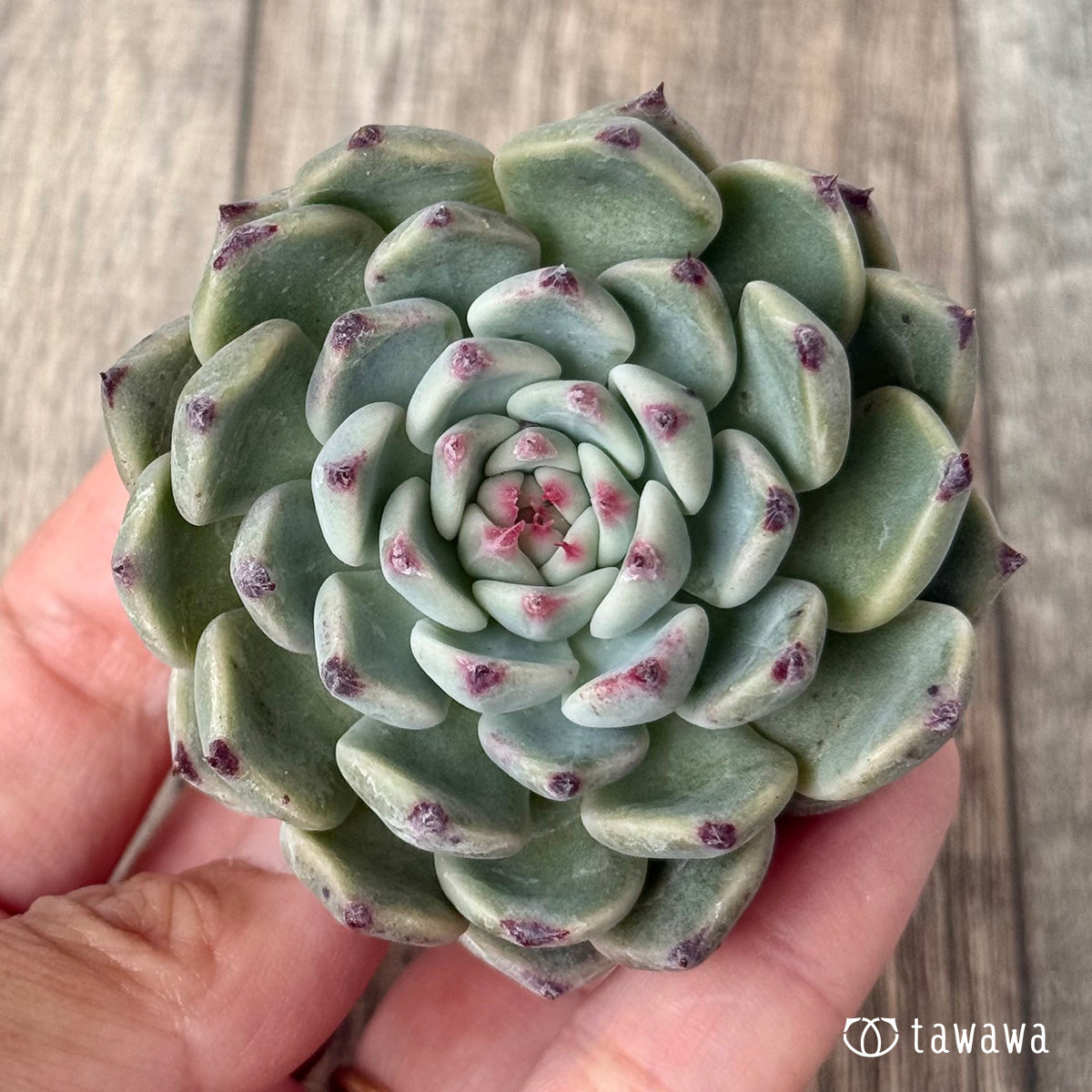 ＊新入荷＊　コアルビー（チャンヒー農園苗）