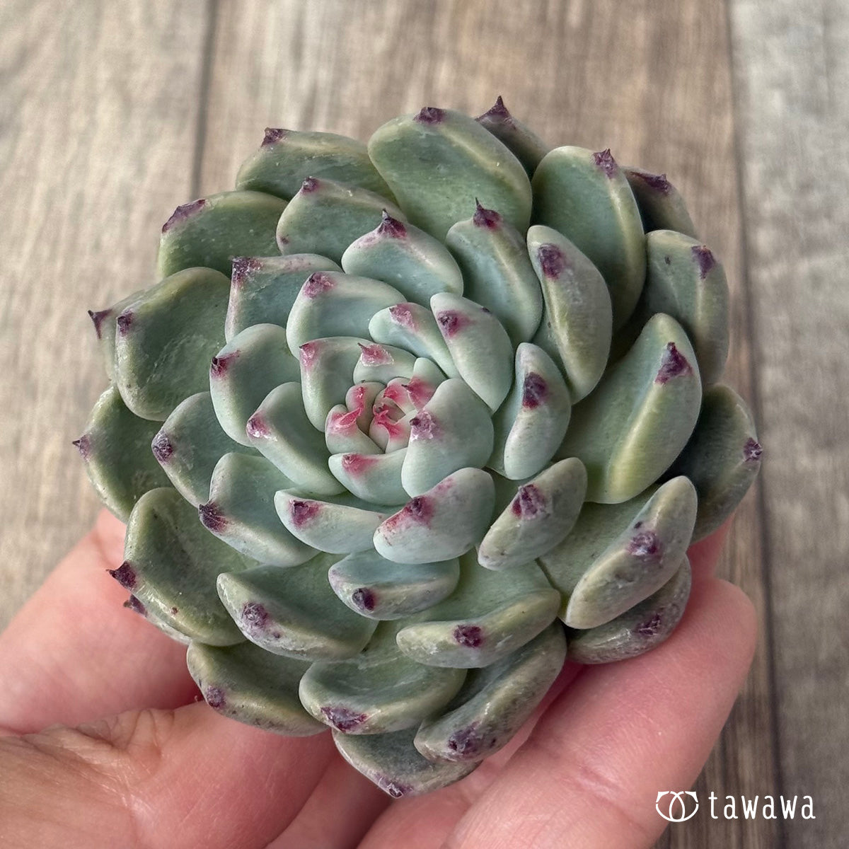 ＊新入荷＊　コアルビー（チャンヒー農園苗）