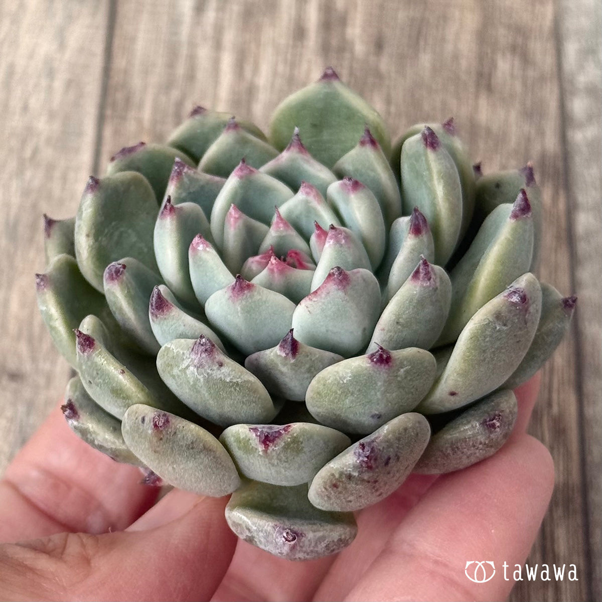 ＊新入荷＊　コアルビー（チャンヒー農園苗）