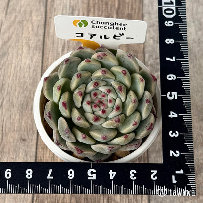 ＊新入荷＊　コアルビー（チャンヒー農園苗）