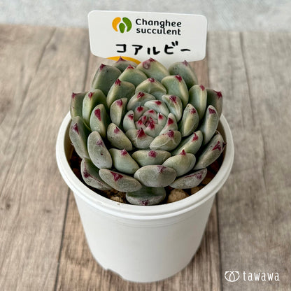 ＊新入荷＊　コアルビー（チャンヒー農園苗）