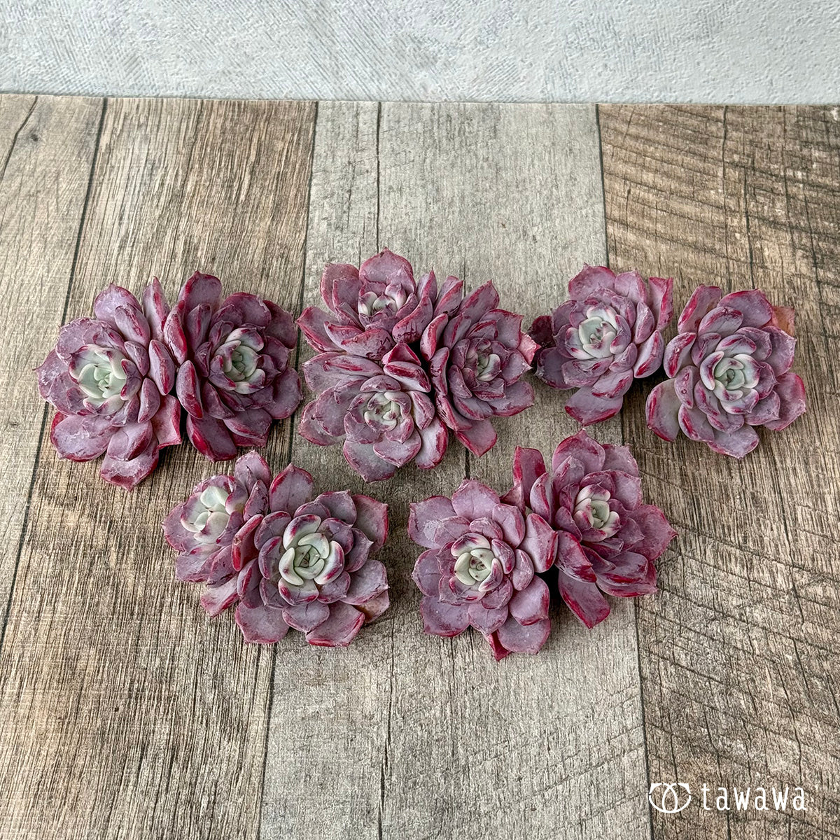 多肉植物抜き苗♡リラシナ×サラヒメ♡ リラシナ×サラヒメ【多頭】（チャンヒー農園苗） – 多肉植物の通販