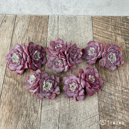 ＊新入荷＊　リラシナ×サラヒメ【多頭】（チャンヒー農園苗）