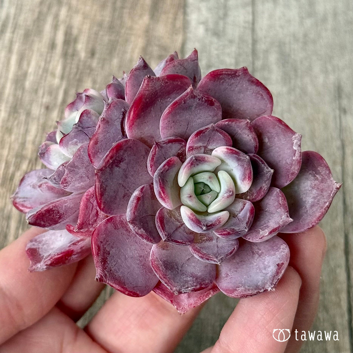 多肉植物抜き苗♡リラシナ×サラヒメ♡ リラシナ×サラヒメ【多頭】（チャンヒー農園苗） – 多肉植物の通販