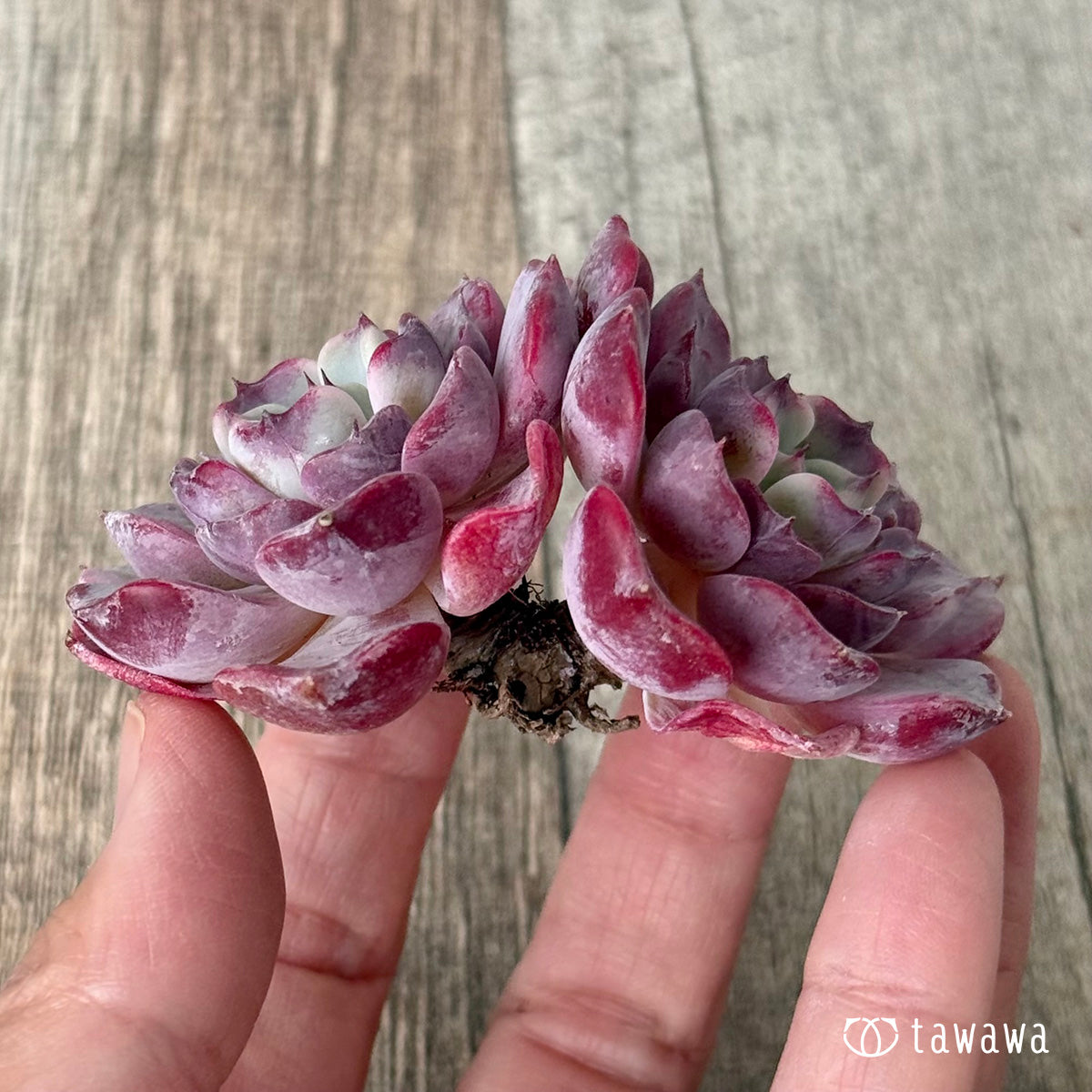 リラシナ×サラヒメ【多頭】（チャンヒー農園苗） – 多肉植物の通販
