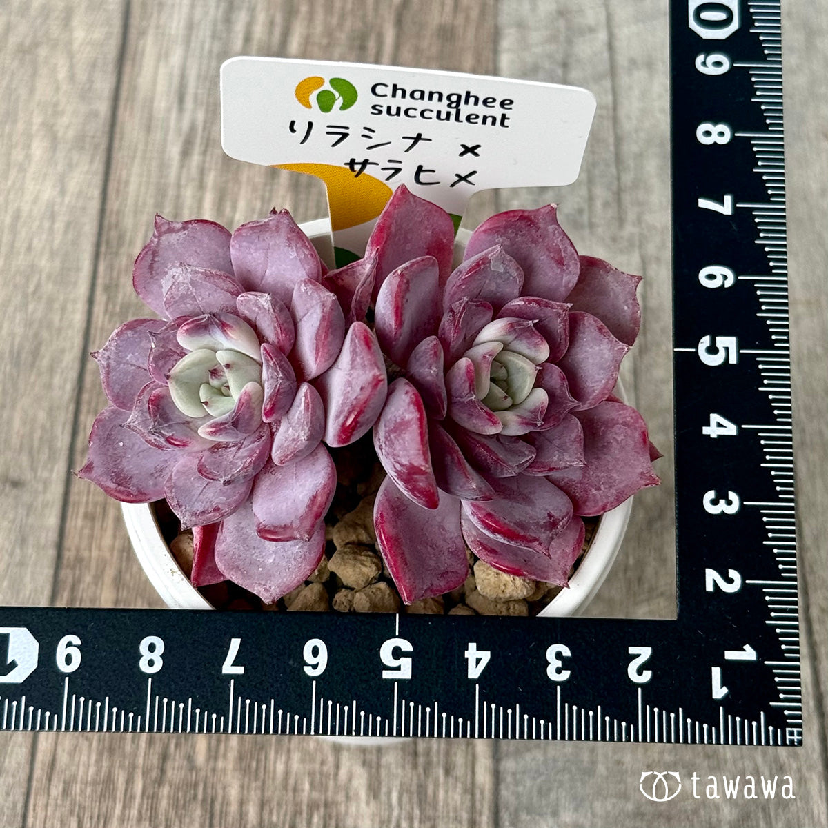 リラシナ×サラヒメ【多頭】（チャンヒー農園苗） – 多肉植物の通販