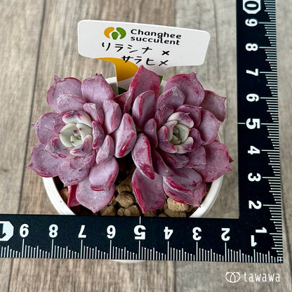 ＊新入荷＊　リラシナ×サラヒメ【多頭】（チャンヒー農園苗）