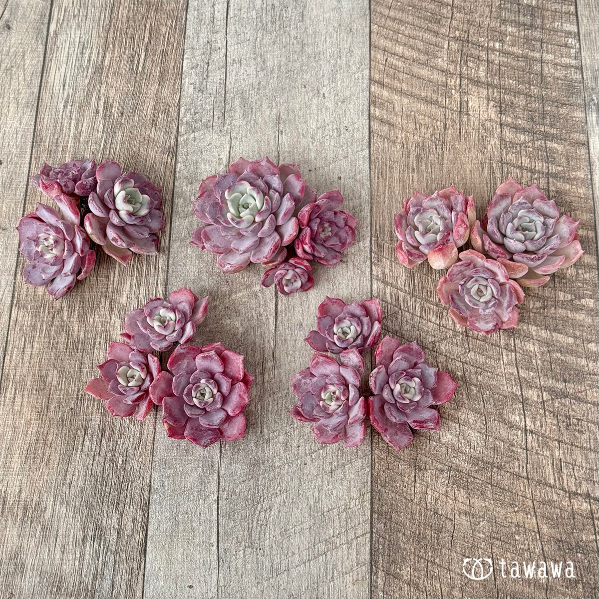 Lilacina x Sarahime [Set of 3 seedlings] (Chang-Hee Nursery seedlings)