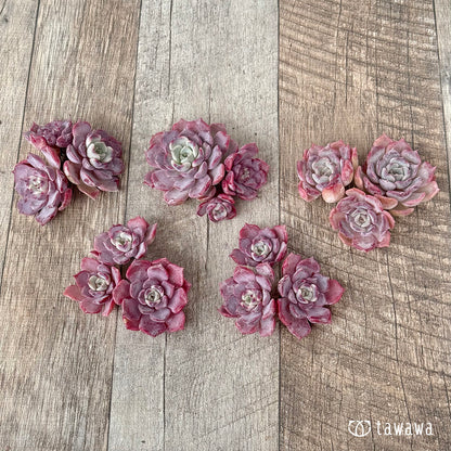 ＊新入荷＊　リラシナ×サラヒメ【3苗セット】（チャンヒー農園苗）