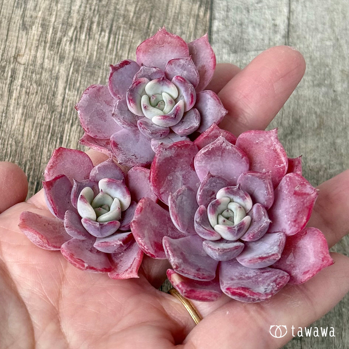 Lilacina x Sarahime [Set of 3 seedlings] (Chang-Hee Nursery seedlings)