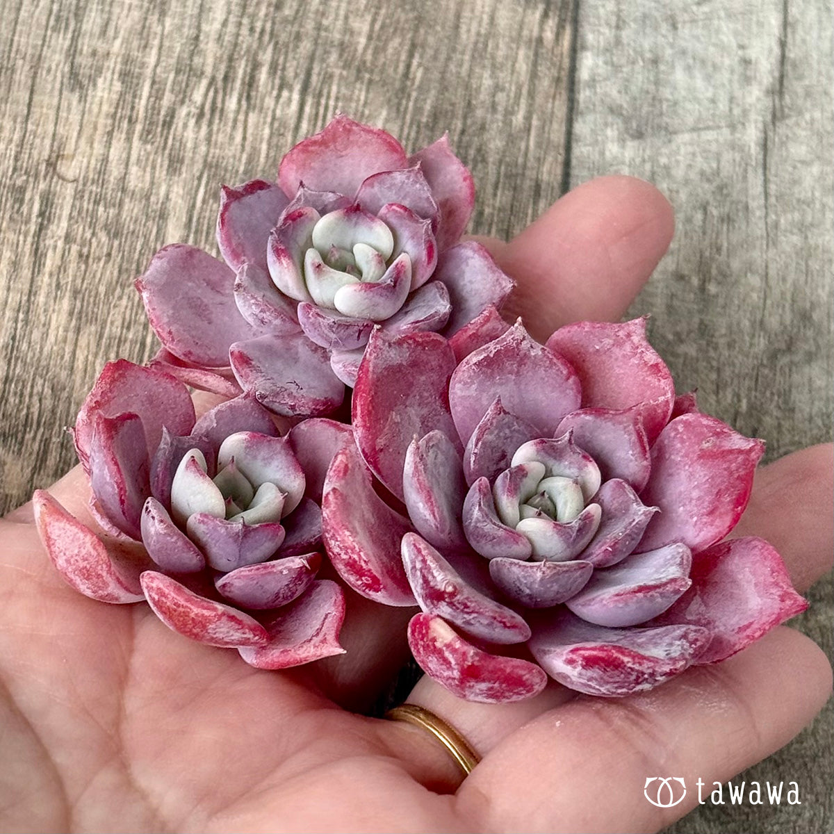 Lilacina x Sarahime [Set of 3 seedlings] (Chang-Hee Nursery seedlings)