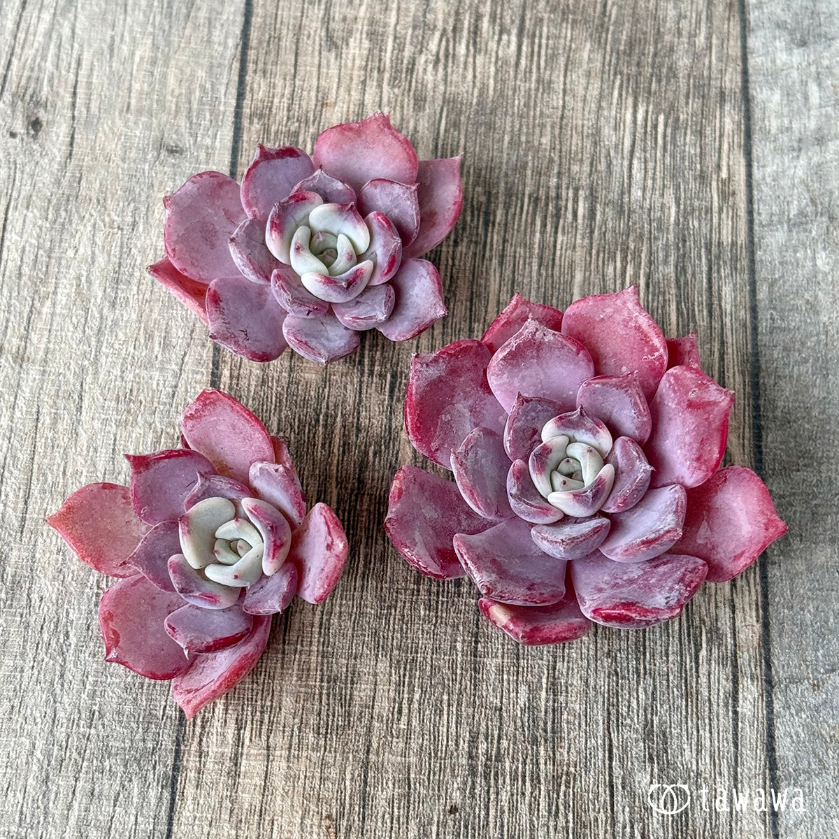 Lilacina x Sarahime [Set of 3 seedlings] (Chang-Hee Nursery seedlings)