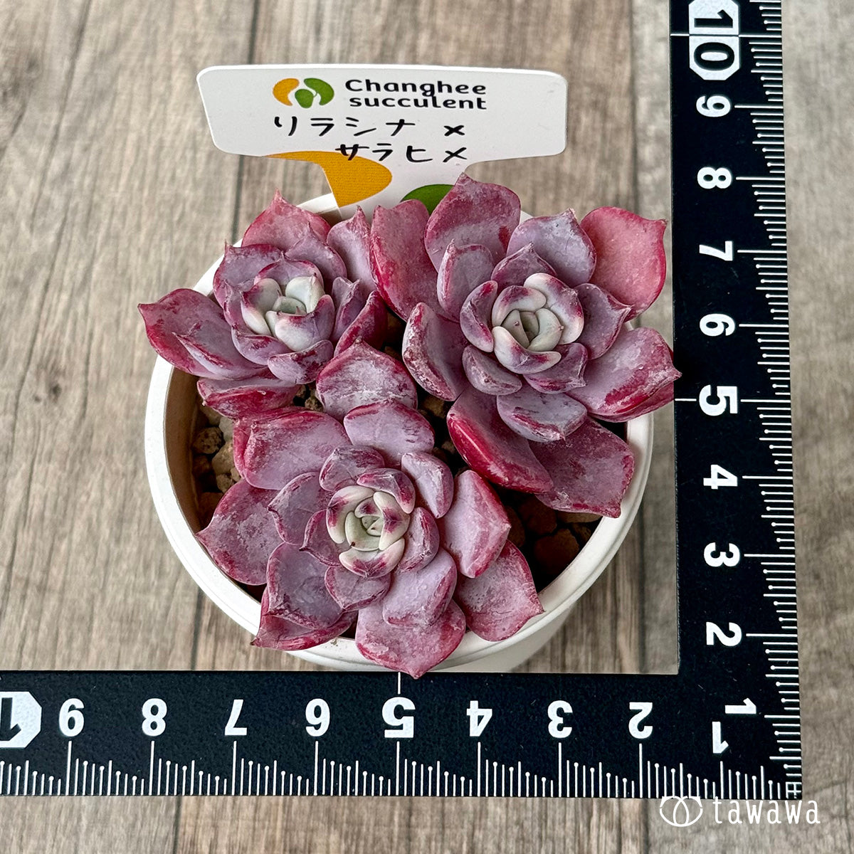 Lilacina x Sarahime [Set of 3 seedlings] (Chang-Hee Nursery seedlings)