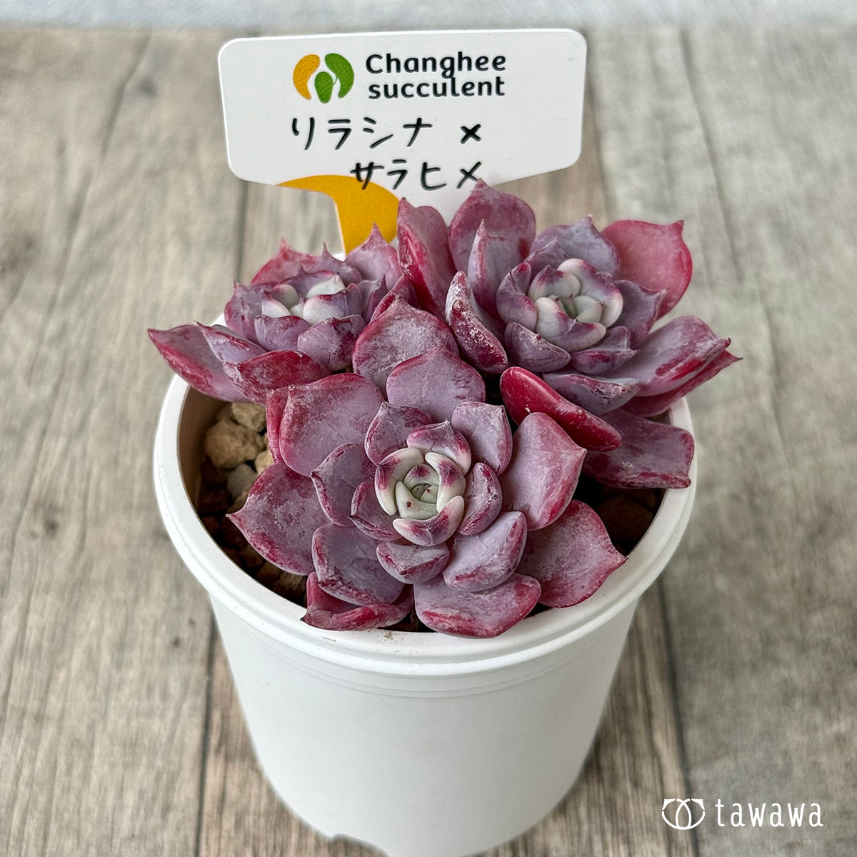 Lilacina x Sarahime [Set of 3 seedlings] (Chang-Hee Nursery seedlings)