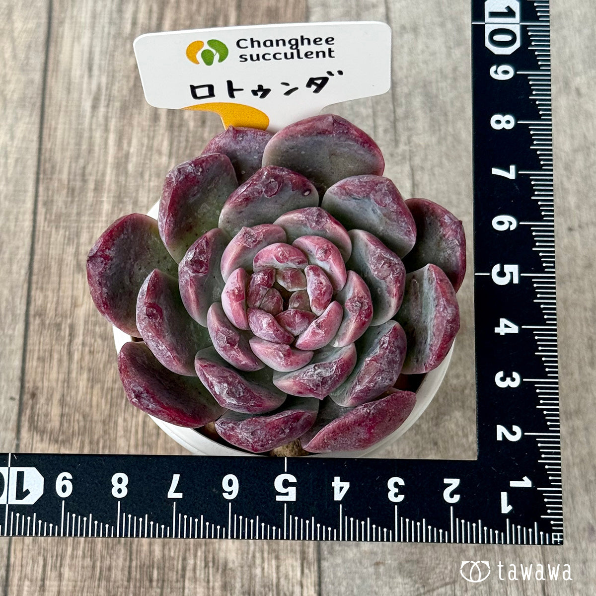 ＊新入荷＊　ロトゥンダ（チャンヒー農園苗）