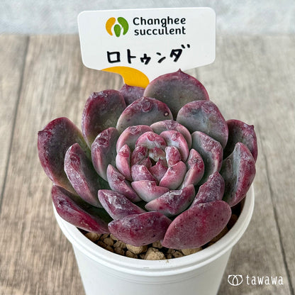 ＊新入荷＊　ロトゥンダ（チャンヒー農園苗）