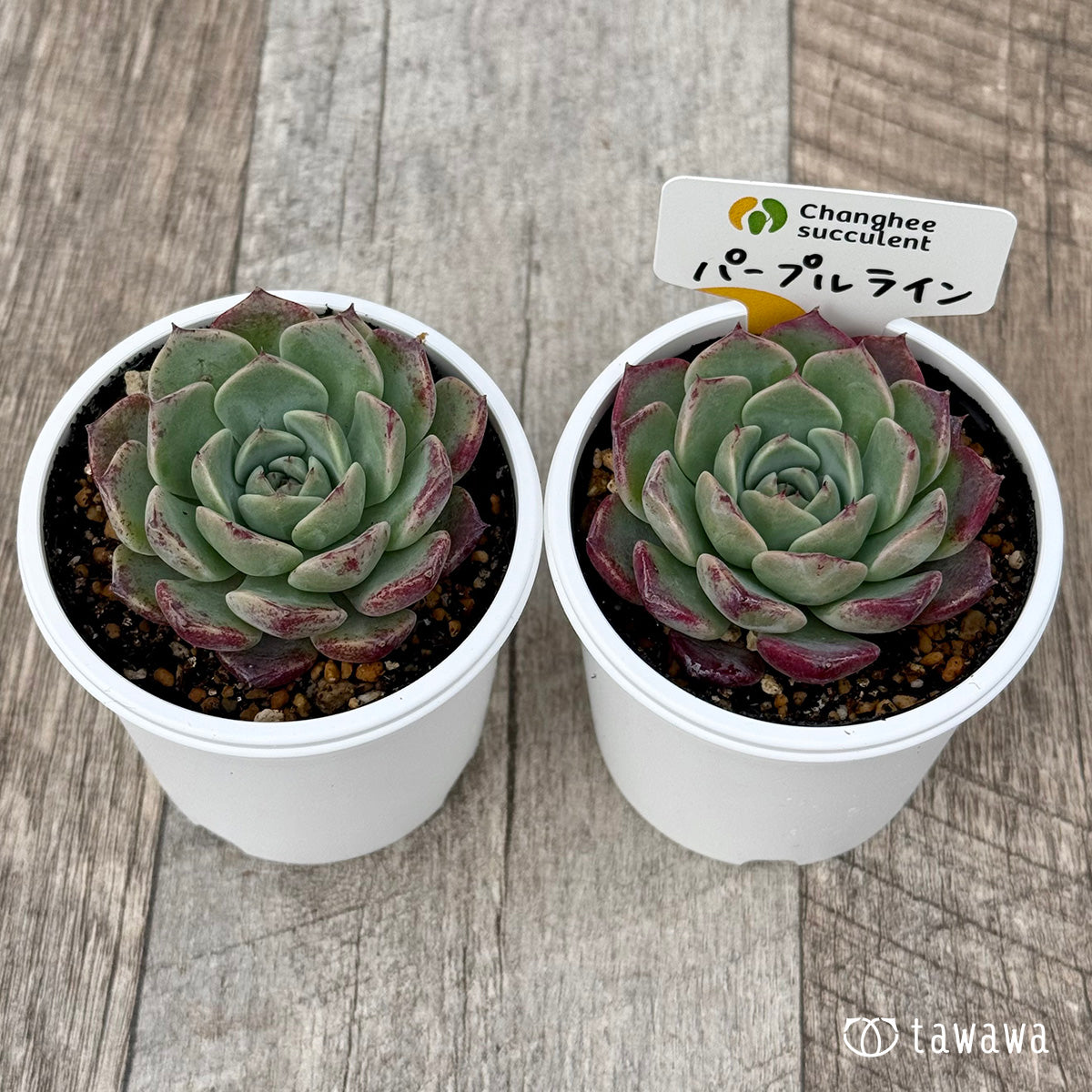＊新発売＊　パープルライン２（チャンヒー農園）【tawawaハウス苗】