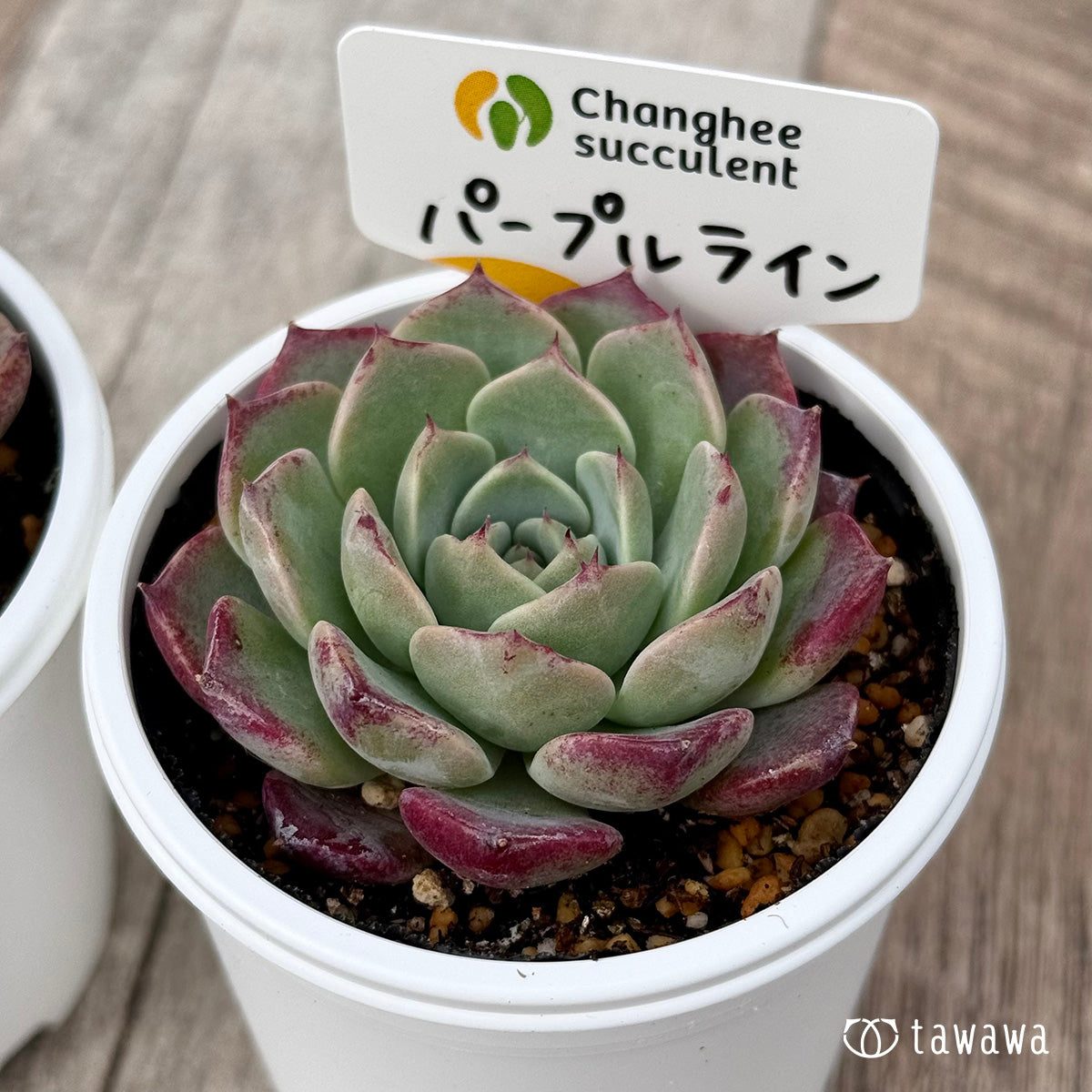 新発売＊ パープルライン2（チャンヒー農園）【tawawaハウス苗