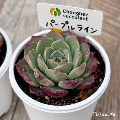 ＊新発売＊　パープルライン２（チャンヒー農園）【tawawaハウス苗】