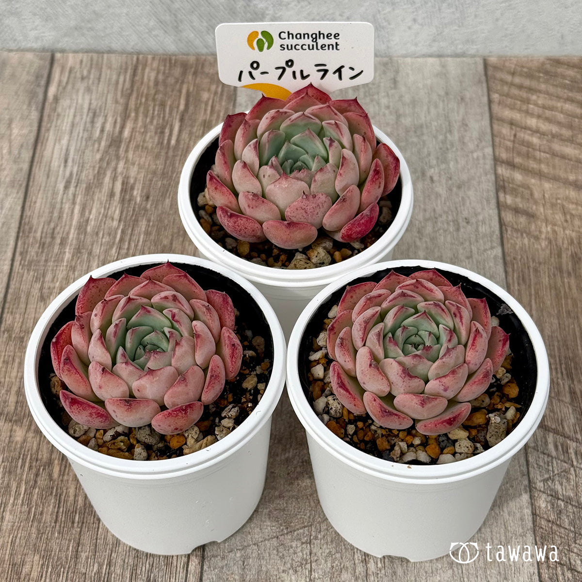 ＊新発売＊　パープルライン１（チャンヒー農園）【tawawaハウス苗】