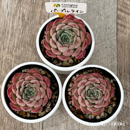 ＊新発売＊　パープルライン１（チャンヒー農園）【tawawaハウス苗】