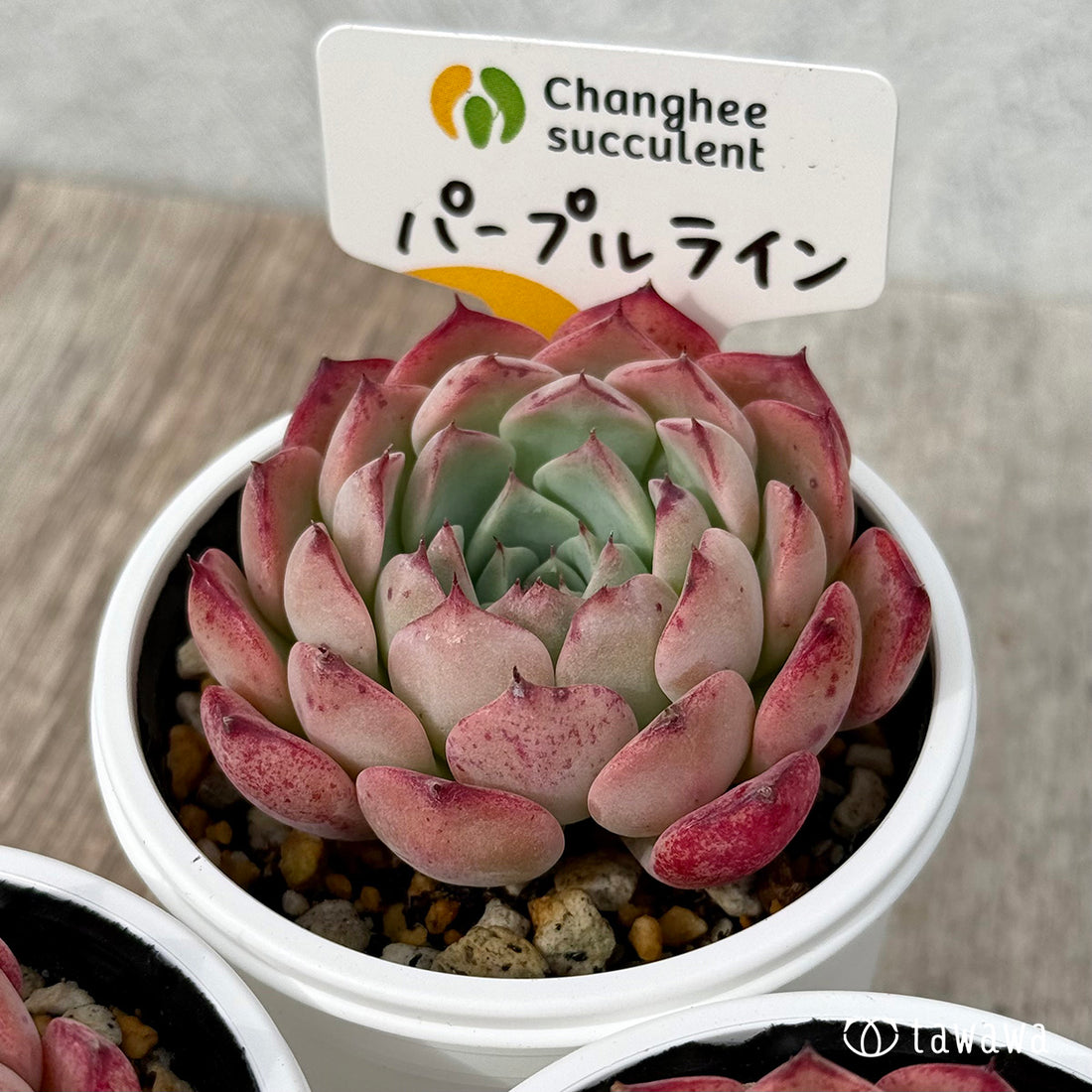 ＊新発売＊　パープルライン１（チャンヒー農園）【tawawaハウス苗】