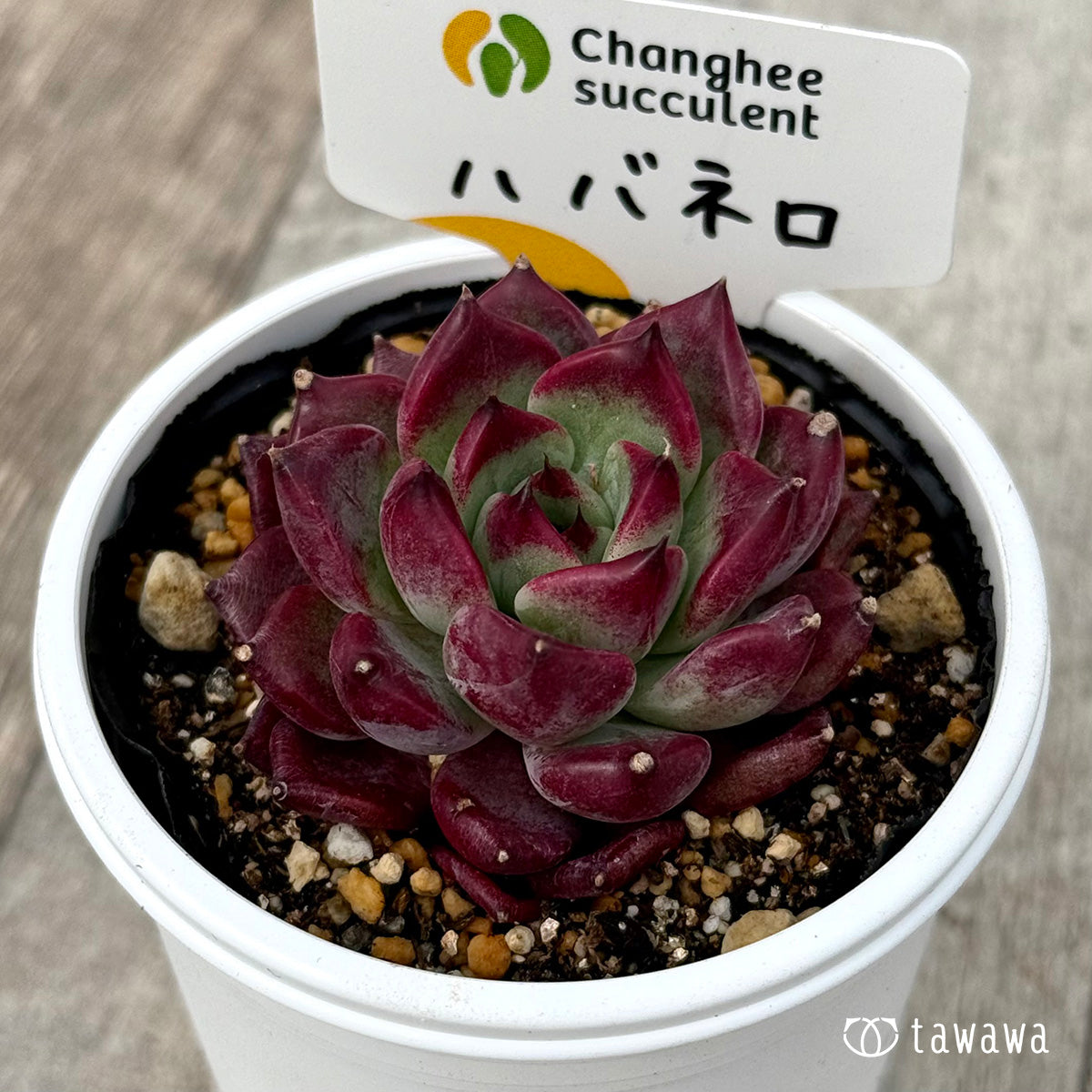 ＊新発売＊　ハバネロ（チャンヒー農園）【tawawaハウス苗】