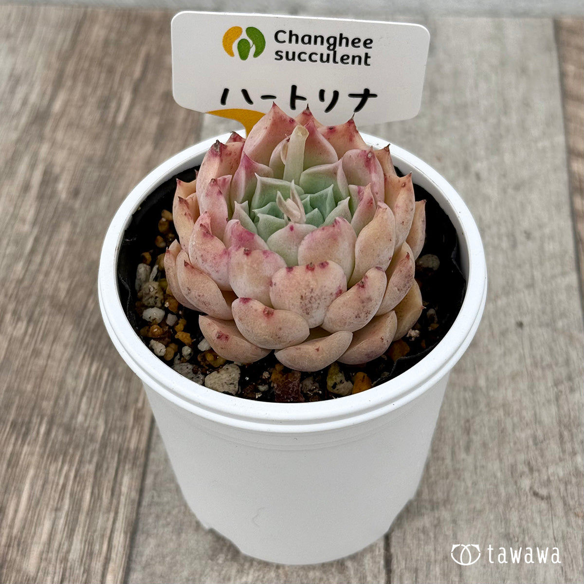 ＊新発売＊　ハートリナ１（チャンヒー農園）【tawawaハウス苗】