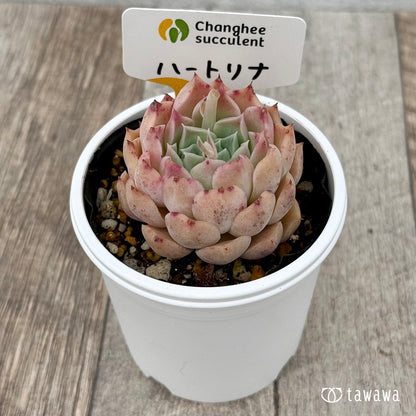 ＊新発売＊　ハートリナ１（チャンヒー農園）【tawawaハウス苗】