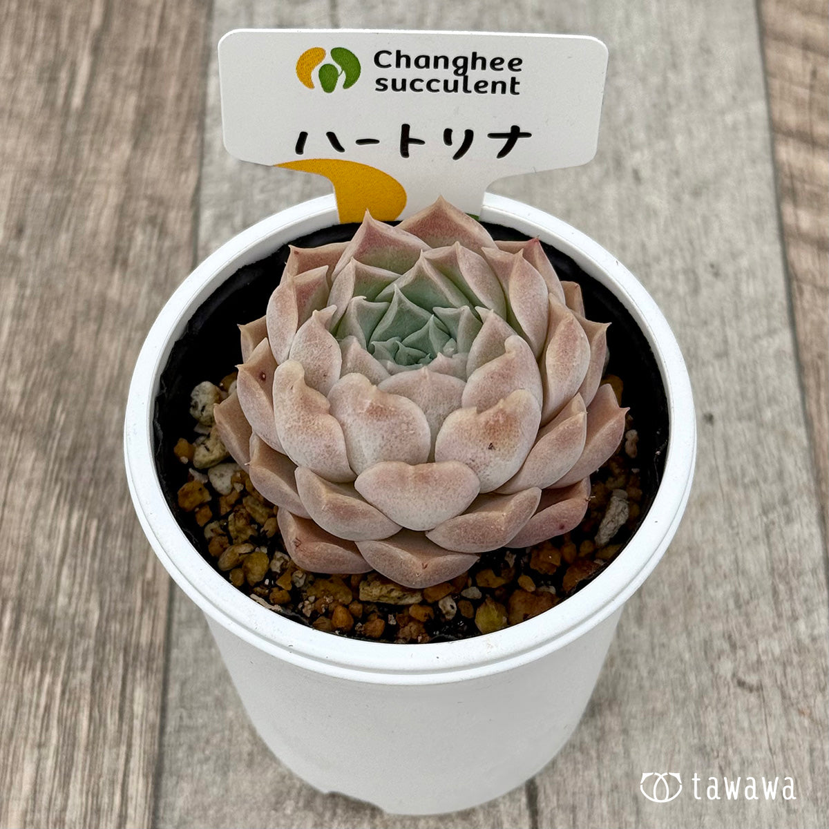 ＊新発売＊　ハートリナ２（チャンヒー農園）【tawawaハウス苗】