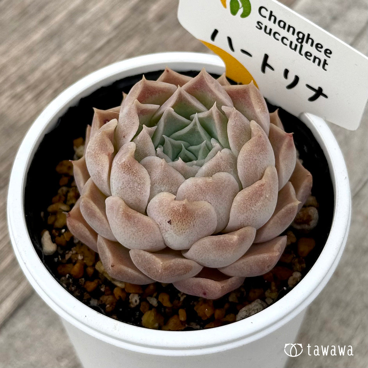 ＊新発売＊　ハートリナ２（チャンヒー農園）【tawawaハウス苗】