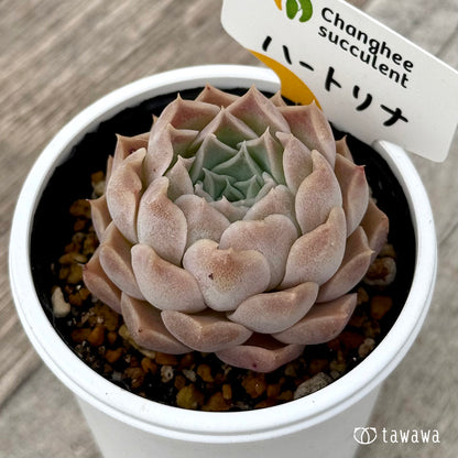 ＊新発売＊　ハートリナ２（チャンヒー農園）【tawawaハウス苗】