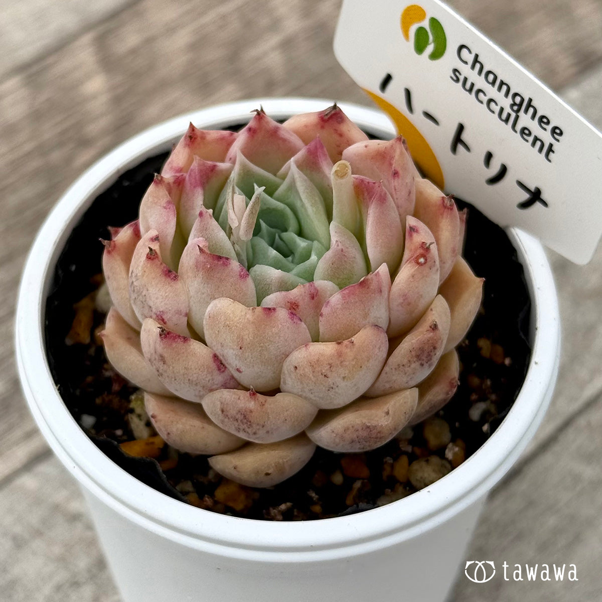 ＊新発売＊　ハートリナ１（チャンヒー農園）【tawawaハウス苗】