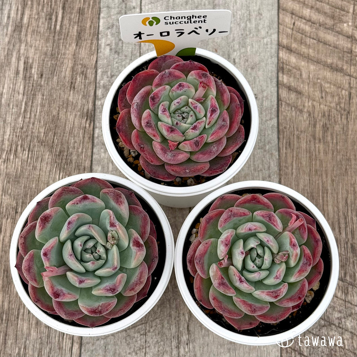 ＊新発売＊　オーロラベリー１（チャンヒー農園）【tawawaハウス苗】