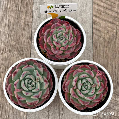 ＊新発売＊　オーロラベリー１（チャンヒー農園）【tawawaハウス苗】